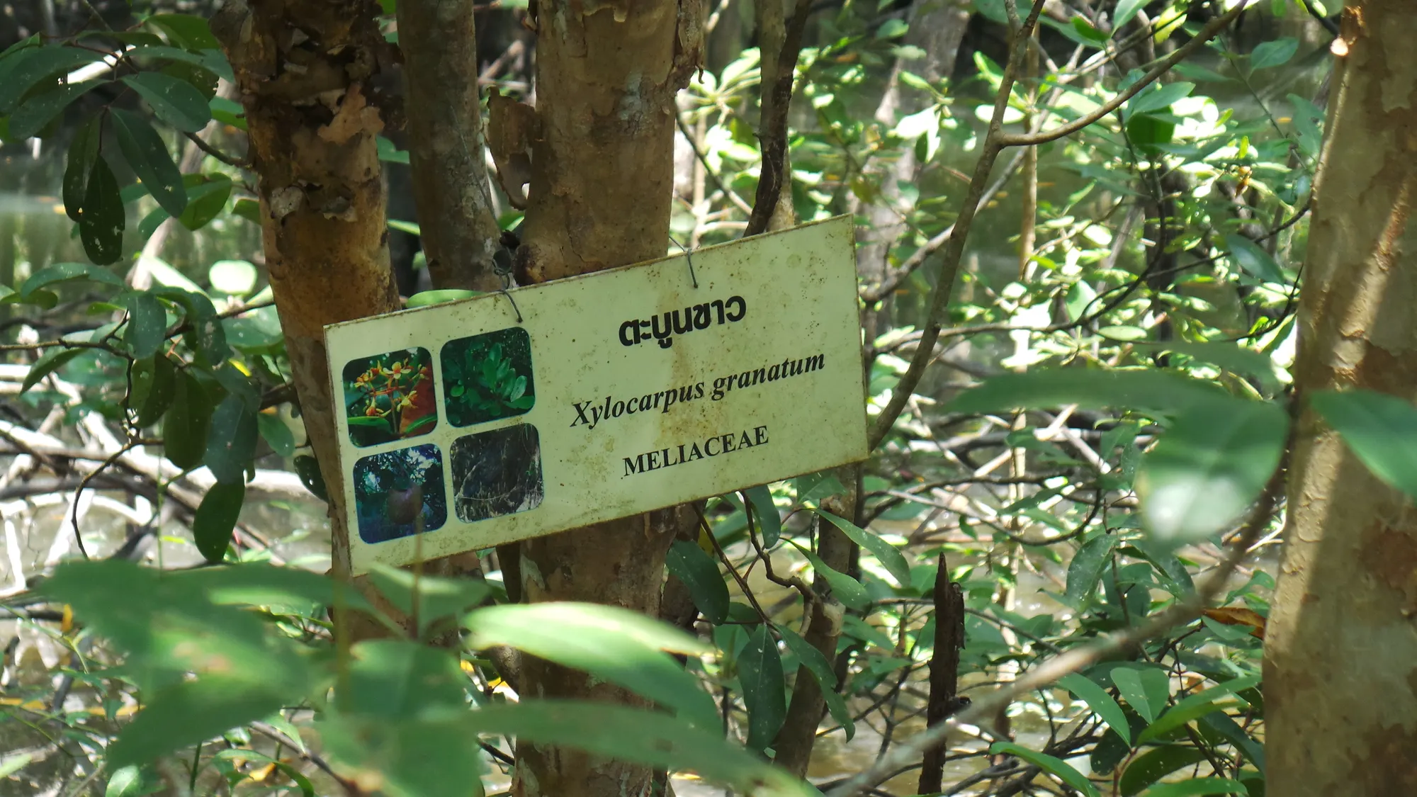 Thumbnail for Protected Mangroves Dashboard